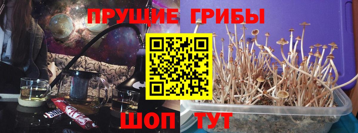 Артём  Галлюциногенные грибы MAGIC MUSHROOMS  Вход с VPN 